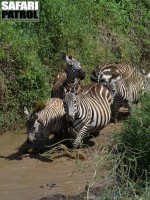 Zebror. (Munge River i Ngorongorokratern, Tanzania)