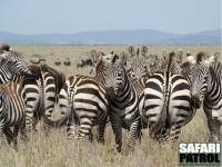 Gnuer och zebror. (Serengeti National Park, Tanzania)