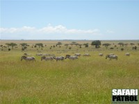 Zebror på vandring norrut nära Lake Magadi/Lake Moru. (Södra Serengeti National Park, Tanzania)