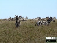 Zebror och en rörbock (samt en koantilop skymtande med hornen i bakgrunden) på flykt. (Serengeti National Park, Tanzania)