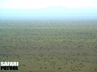 Migrationen på Serengetislätten söder om Naabi Hill. (Södra Serengeti National Park, Tanzania)