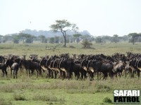 Gnuhjord håller uppsikt mot rovdjur. (Moru Kopjes i Serengeti National Park, Tanzania)