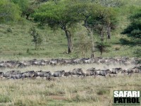 Flyende gnuhjord. (Serengeti National Park, Tanzania)