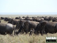 Gnuer kring Serengetis parkentré vid Naabi Hill. Här och var syns ridande flikstarar. (Södra Serengeti National Park, Tanzania)
