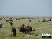 Gnumigration på kortgrässlätten söder om parkentrén vid Naabi Hill. (Södra Serengeti National Park, Tanzania)