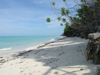 Tom och avskild strand. (Zanzibar, Tanzania)