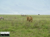 Lejonhanar. (Ngorongorokratern, Tanzania)