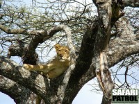 Lejon i ett träd vid Lake Masek. (Västra Ngorongoro Conservation Area, Tanzania)