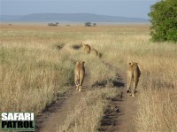 Grupp ur en lejonflock. (Centrala Serengeti National Park, Tanzania)