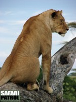 Lejon. (Seronera i centrala Serengeti National Park, Tanzania)
