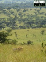 Lejonhane i savanngräset. (Norra Serengeti National Park, Tanzania)