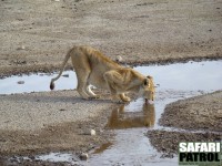Drickande lejon. (Serengeti National Park, Tanzania)