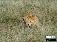 Lejon på jakt. (Serengeti National Park, Tanzania)