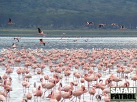 Flamingor. (Lake Nakuru National Park, Kenya)