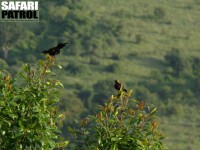 Tacazzesolfåglar. (Ngorongorokraterns kant, Tanzania)