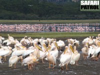 Vita pelikaner med flamingor i bakgrunden. (Lake Nakuru National Park, Kenya)