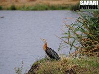 Afrikansk ormhalsfågel. (Ngoitokitok Springs i Ngorongorokratern, Tanzania)