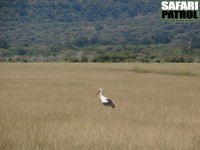 Vit stork. (Lake Manyara National Park, Tanzania)