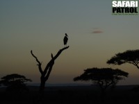 Maraboustork i skymningen. (Serengeti National Park, Tanzania)