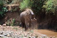 Elefant duschar i damm. (Lake Manyara National Park, Tanzania)
