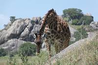 Giraff med oxhackare på nacken. (Serengeti National Park, Tanzania)