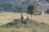 Gepard på övergiven termitstack. (Moru Kopjes i Serengeti National Park, Tanzania)