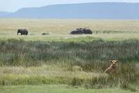 Lejon och elefanter i savanngräset. (Serengeti National Park, Tanzania)