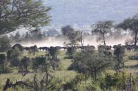 Buffelhjord. (Serengeti National Park, Tanzania)