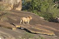 Lejon på kopje (granitö). (Södra Serengeti National Park, Tanzania)