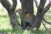 Leopard. (Södra Serengeti National Park, Tanzania)