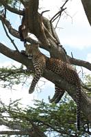 Leopard med ett byte – en gnukalv – i ett träd. (Södra Serengeti National Park, Tanzania)