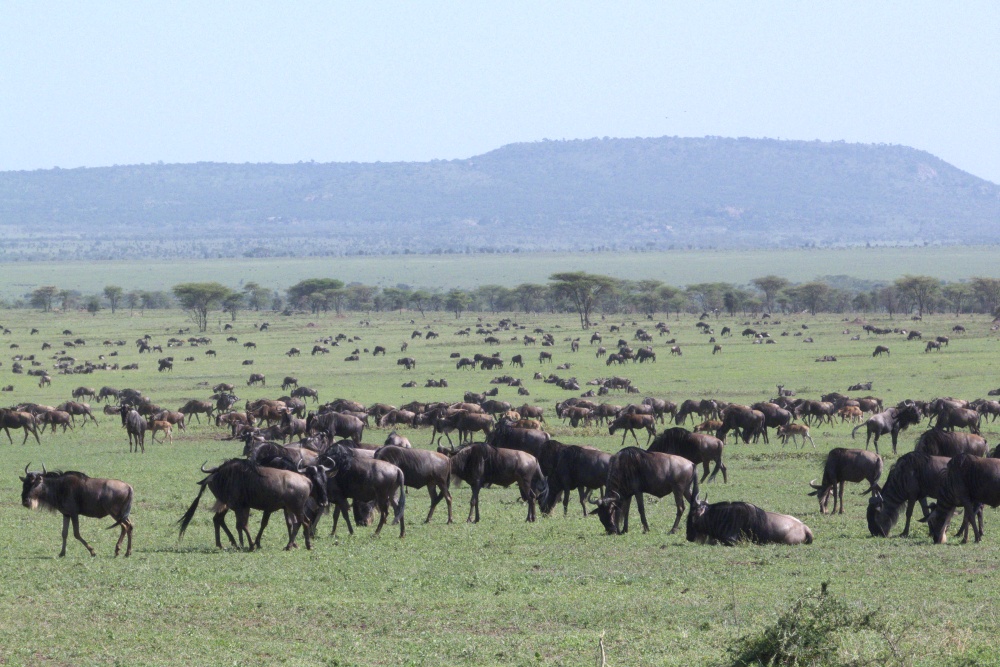 Gnumigration i sdra Serengeti. I bakgrunden Oldoinyo Olobaye. (Moru Kopjes, sdra Serengeti National Park, Tanzania)