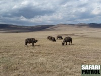 Afrikanska bufflar. (Ngorongorokratern, Tanzania)