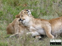 Lejon. (Serengeti National Park, Tanzania)