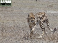 Gepard. (Ngorongorokratern, Tanzania)