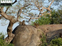 Babianer. (Moru Kopjes i södra Serengeti National Park, Tanzania)
