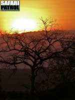 Solnedgång. (Tarangire National Park, Tanzania)