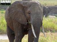 Elefanter vid Tarangirefloden. (Tarangire National Park, Tanzania)