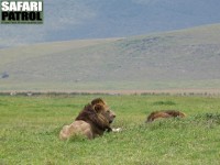 Lejonhanar. (Ngorongorokratern, Tanzania)