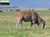 Eland, den största av antiloperna. (Ngorongorokratern, Tanzania)
