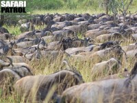 Gnumigration. (Serengeti National Park, Tanzania)