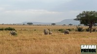 Elefanter. (Centrala Serengeti National Park, Tanzania)