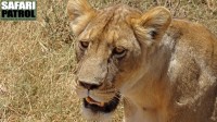 Porträtt av ett lejon. (Ngorongorokratern, Tanzania)
