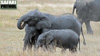 Elefanter. (Serengeti National Park, Tanzania)