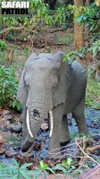 Elefant i grundvattenskogen. (Lake Manyara National Park, Tanzania)
