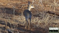 Dik-dikantilop. (Tarangire National Park, Tanzania)