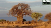 Baobabträd och kandelaberträd. (Tarangire National Park, Tanzania)