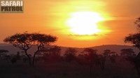 Solnedgång i bushen. (Serengeti National Park, Tanzania)