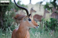 Impalaantiloper. (Tarangire National Park, Tanzania)