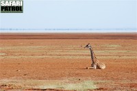 Giraff. (Lake Manyara National Park, Tanzania)